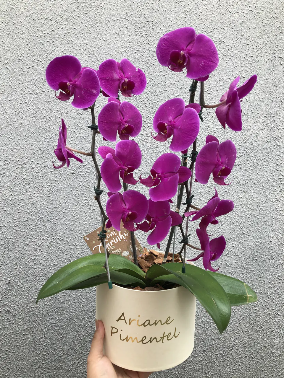 Orquídea phalaenopsis roxa de duas hastes em cachepô personalizado